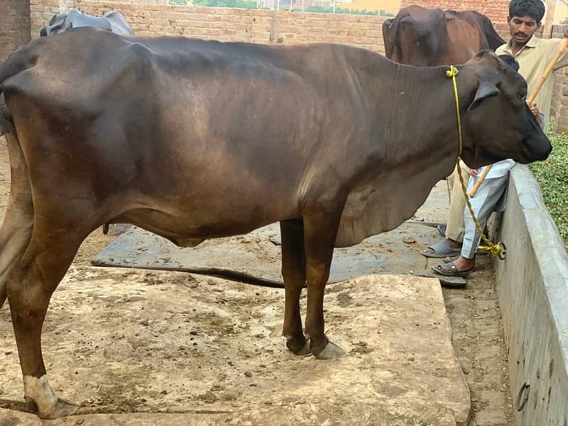 4 dant female cow for sale 4