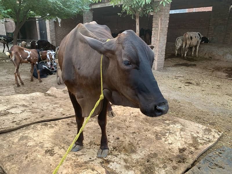 4 dant female cow for sale 5