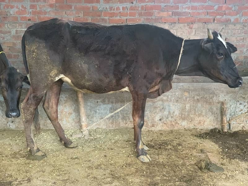 4 dant female cow for sale 6
