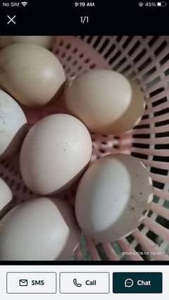 pure paper white hera  egg ha price 150 g 100%garenty  hogi 0