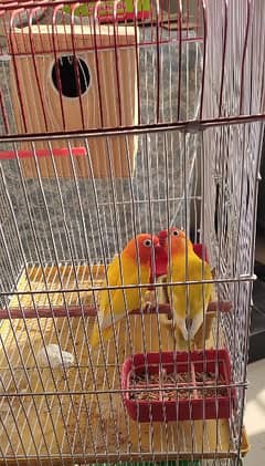 personta/yellow fishri pair with eggs & 1 chick,&cage healthy n active