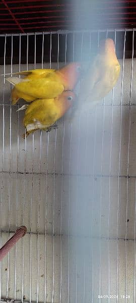 personta/yellow fishri pair with eggs & 1 chick,&cage healthy n active 9