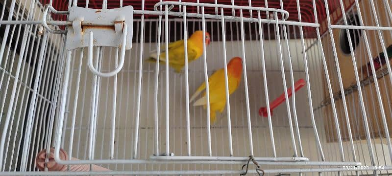 personta/yellow fishri pair with eggs & 1 chick,&cage healthy n active 10