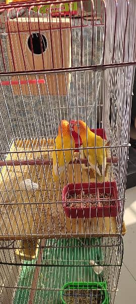 personta/yellow fishri pair with eggs & 1 chick,&cage healthy n active 12
