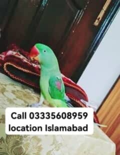 3 Years Kashmiri Raw Female Parrot Jumbo Size With Cage
