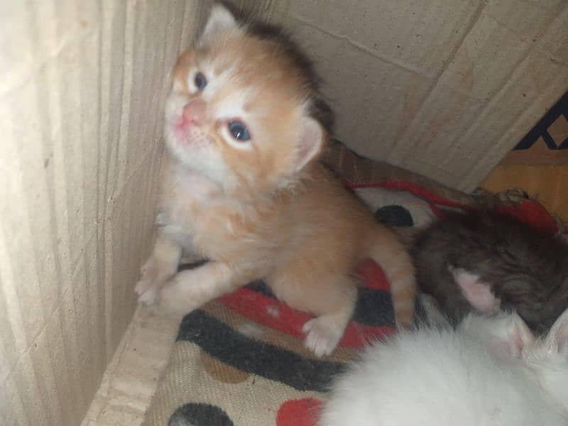Persian Kittens/Persian cat for sale/Kitten/ cat for sale 17