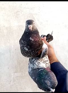 pigeon Pe sale