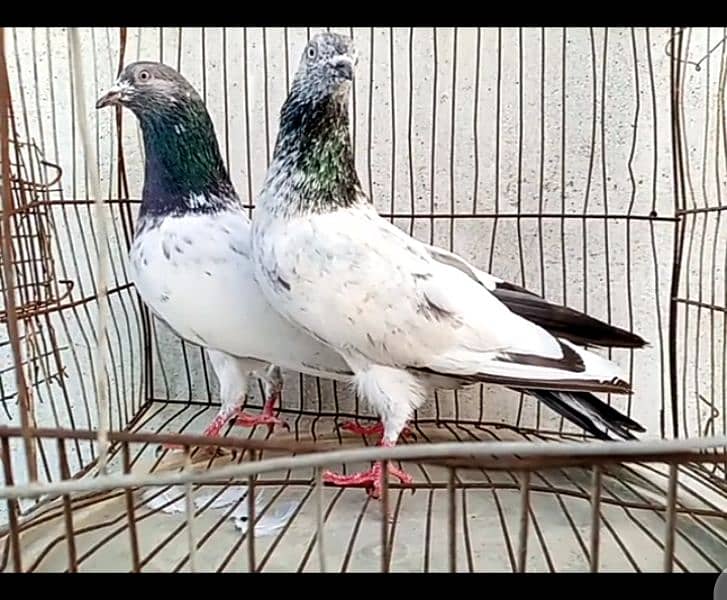 pigeon Pe sale 5