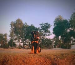 Rottweiler Female Puppy For Sale 0