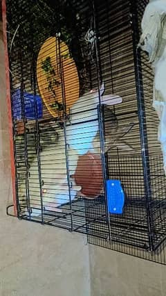 red eye rabbit with Cage