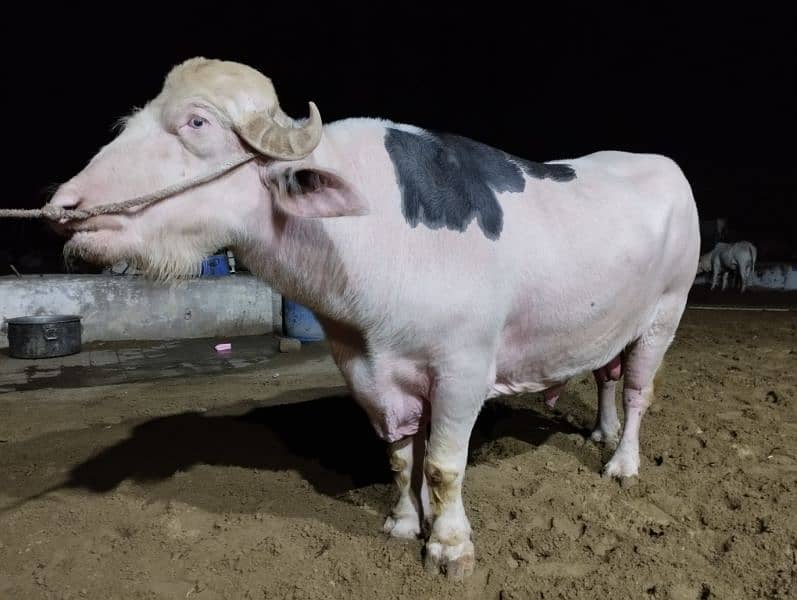 2-Year-Old Pink Bull for Sale - PKR 1,400,000" 0