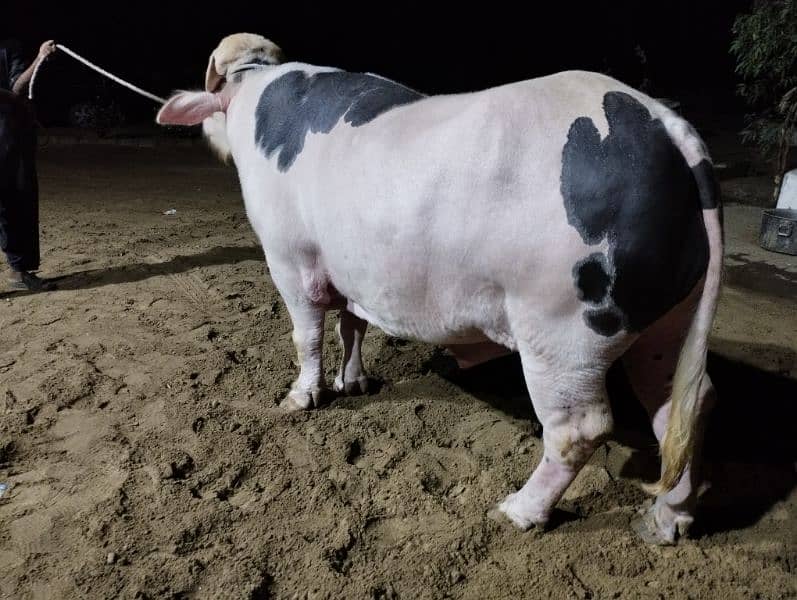 2-Year-Old Pink Bull for Sale - PKR 1,400,000" 1