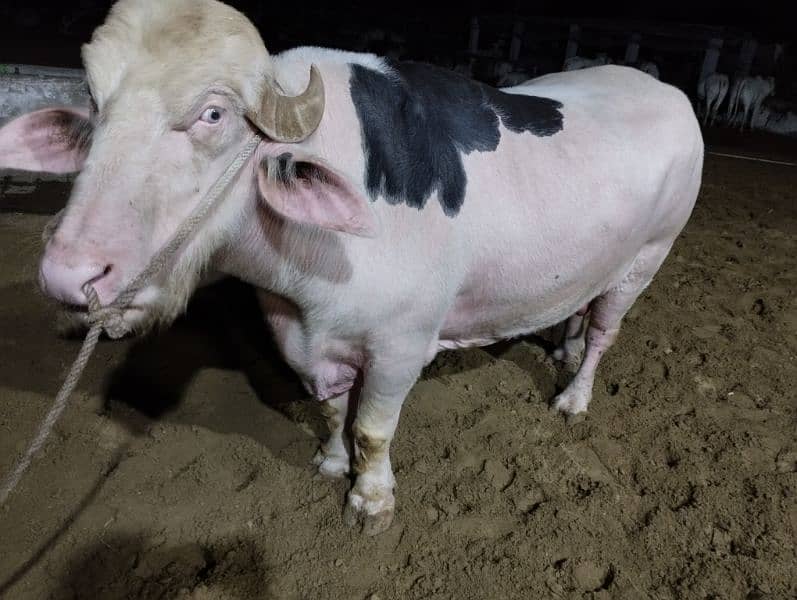 2-Year-Old Pink Bull for Sale - PKR 1,400,000" 2