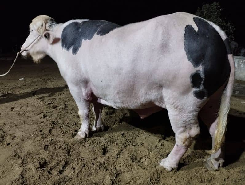 2-Year-Old Pink Bull for Sale - PKR 1,400,000" 4