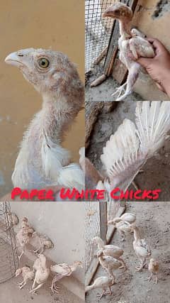 White Heera Aseel Chicks pure