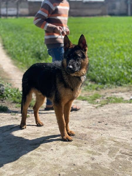 German Shepherd Dog 7