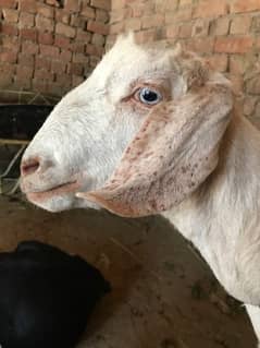 Goat 3 month ki snar