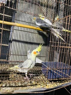 cockatiel for sale total 5 PC healthy active good quality