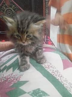 persian cat healthy and active urgent sale