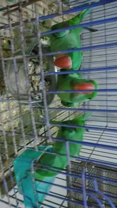 kashmiri parrots 6