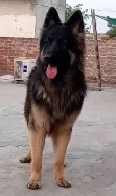 German shepherd male available for stud
