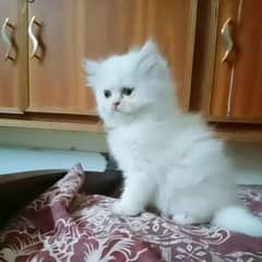 kitten cat white colour triple coat