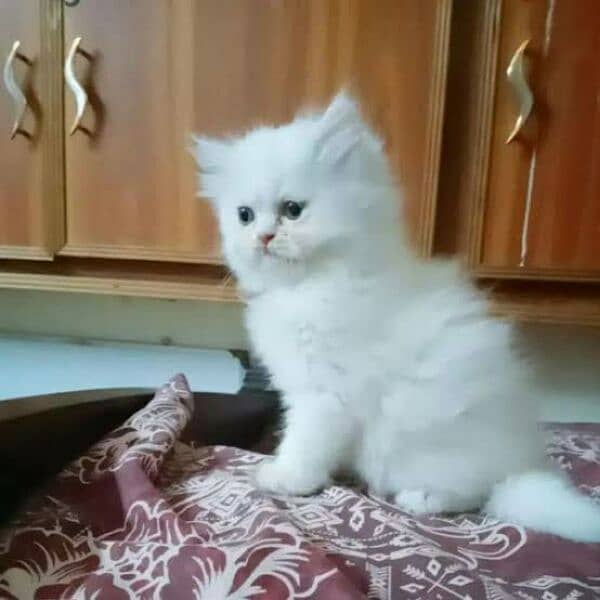 kitten cat white colour triple coat 0