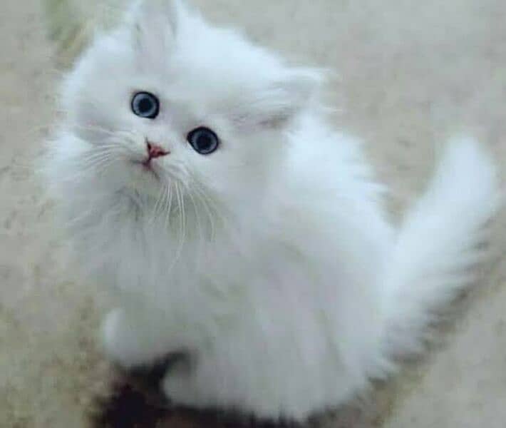 kitten cat white colour triple coat 1