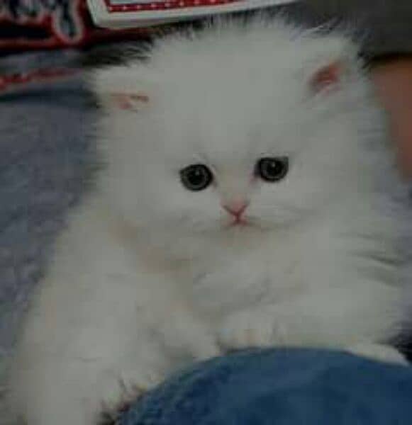 kitten cat white colour triple coat 2