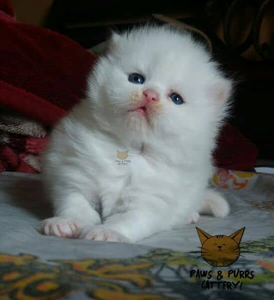 kitten cat white colour triple coat 3