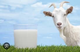 fresh goat milk