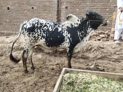 Bull for sale / cow for sale / waxcha for sale