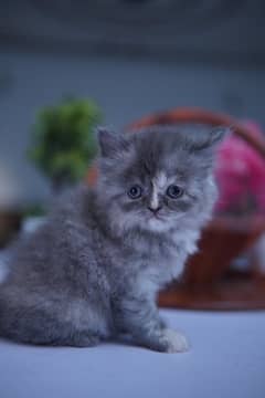 Persian Kitten Triple Coat