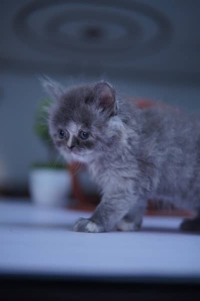 Persian Kitten Triple Coat 1