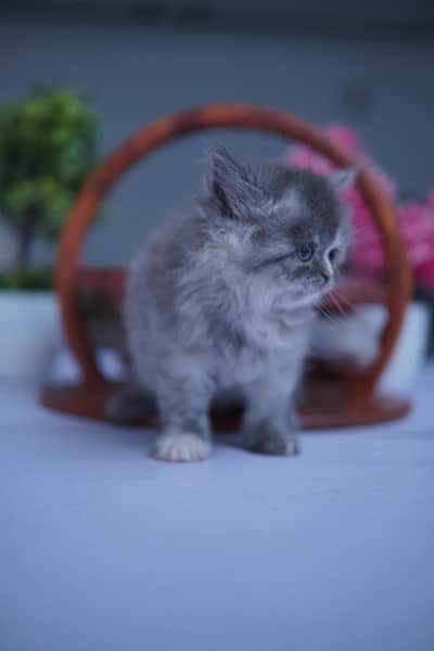 Persian Kitten Triple Coat 3