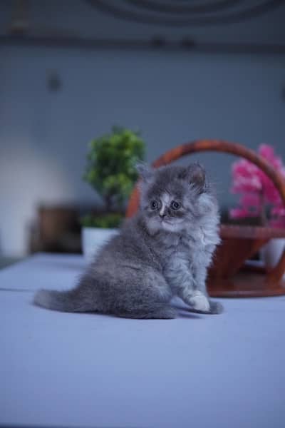 Persian Kitten Triple Coat 5