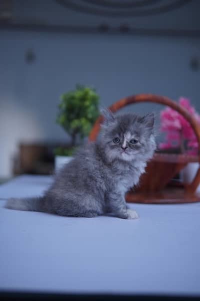 Persian Kitten Triple Coat 6