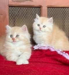 urgent sale kittens and and adult breeder cats