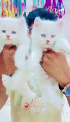 urgent sale kittens and and adult breeder cats 0