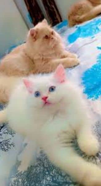 urgent sale kittens and and adult breeder cats 1