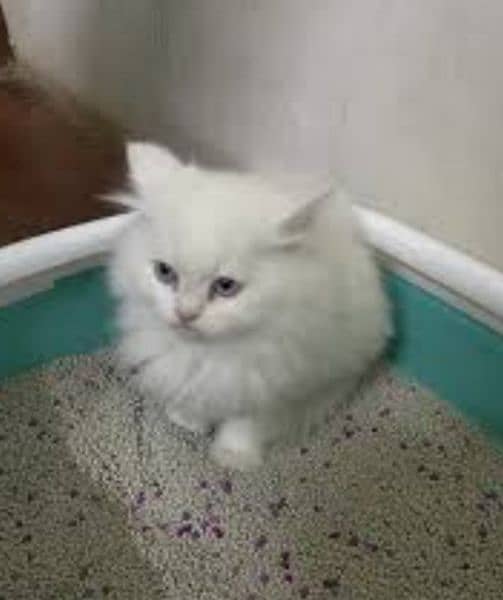 urgent sale kittens and and adult breeder cats 3