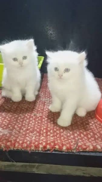 urgent sale kittens and and adult breeder cats 4