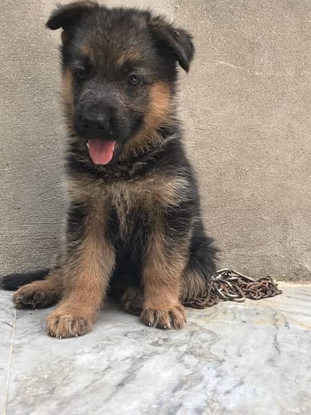High Quality German shaferd puppies For sale in Pakistan 1