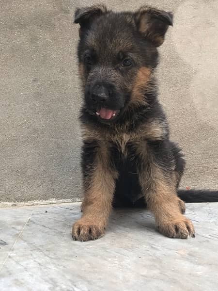 High Quality German shaferd puppies For sale in Pakistan 2