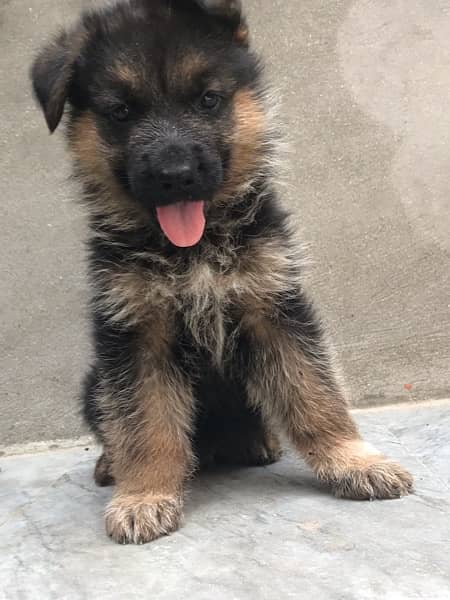 High Quality German shaferd puppies For sale in Pakistan 3