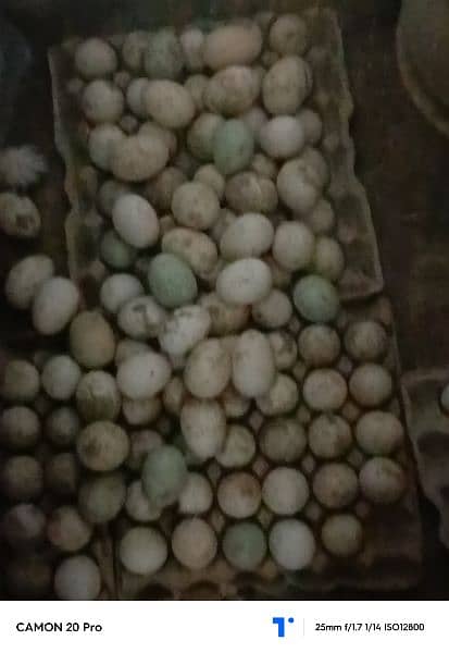 ducks egg pure khaki camebl 03421424166 1