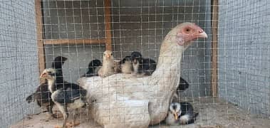 Assel Heera murghi with chicks
