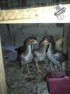 high quality pure aseel lasani chicks
