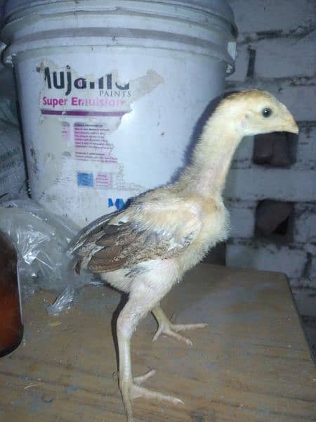 high quality pure aseel lasani chicks 1
