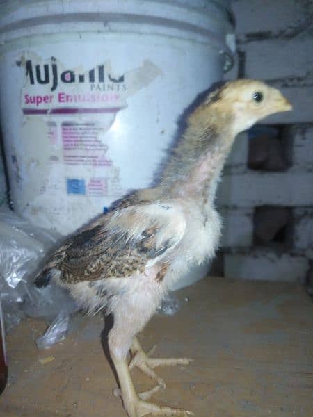 high quality pure aseel lasani chicks 2